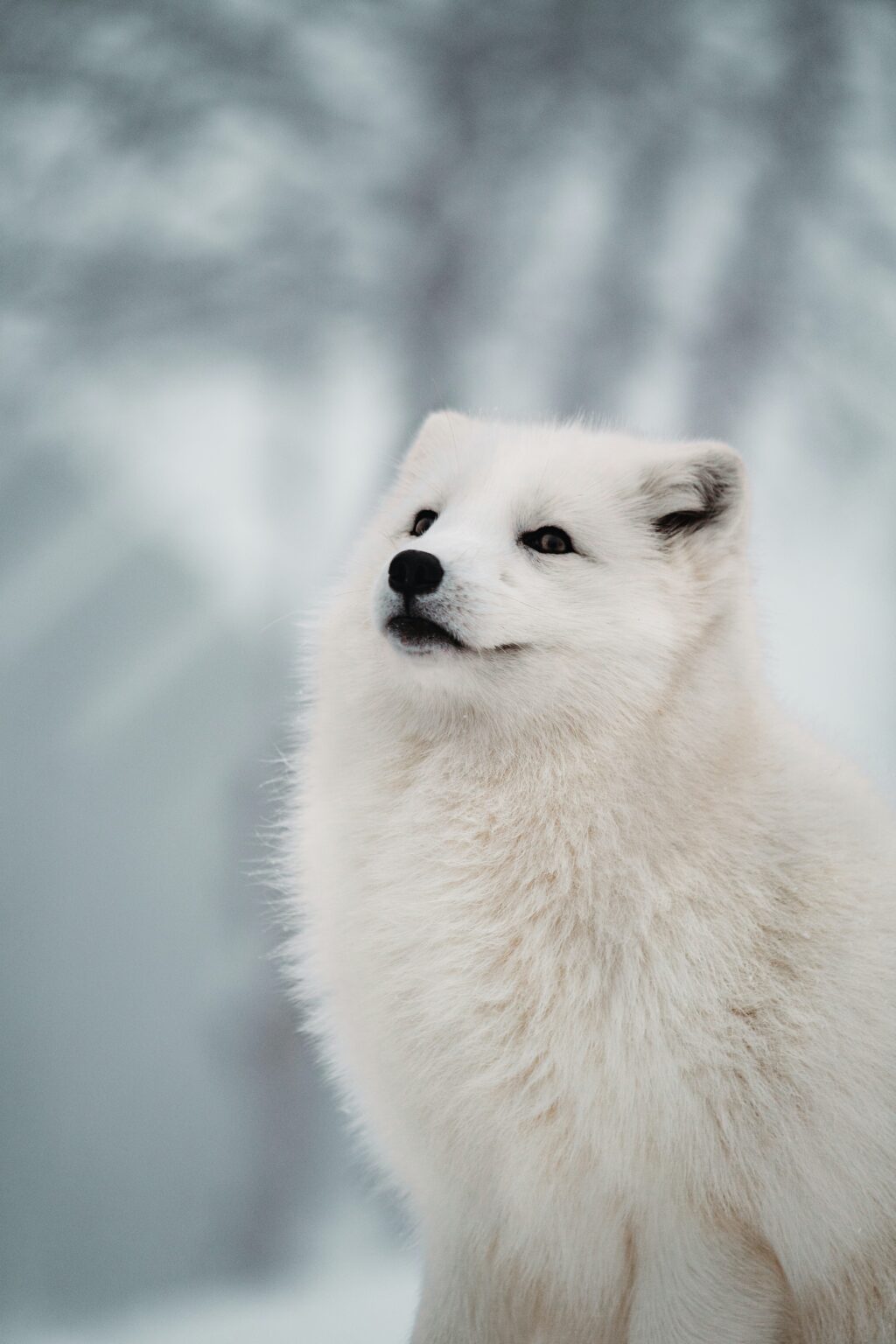 Iceland and The Arctic Fox - Chef of Beauty